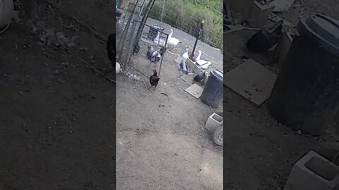 Farm cam. Chicken’s have a meeting