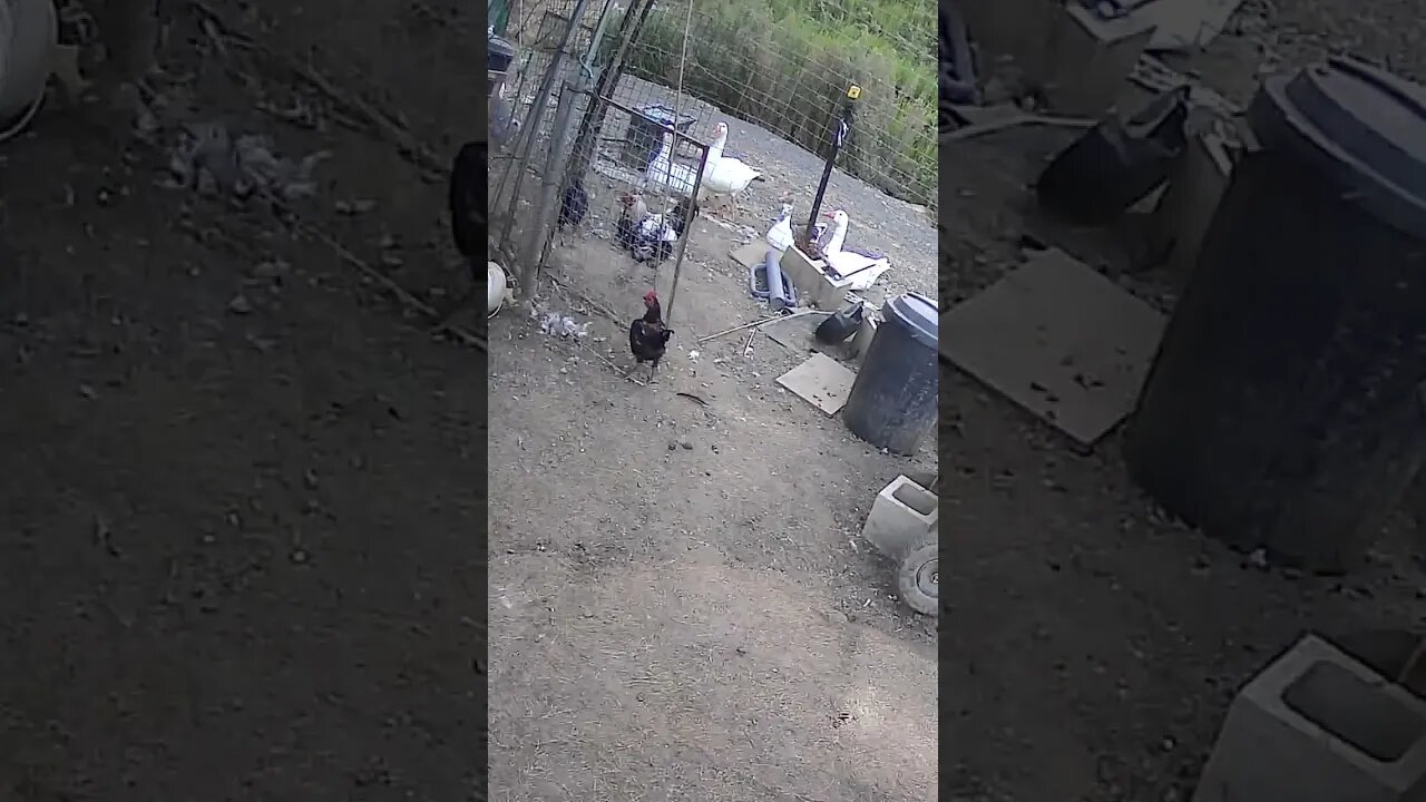 Farm cam. Chicken’s have a meeting