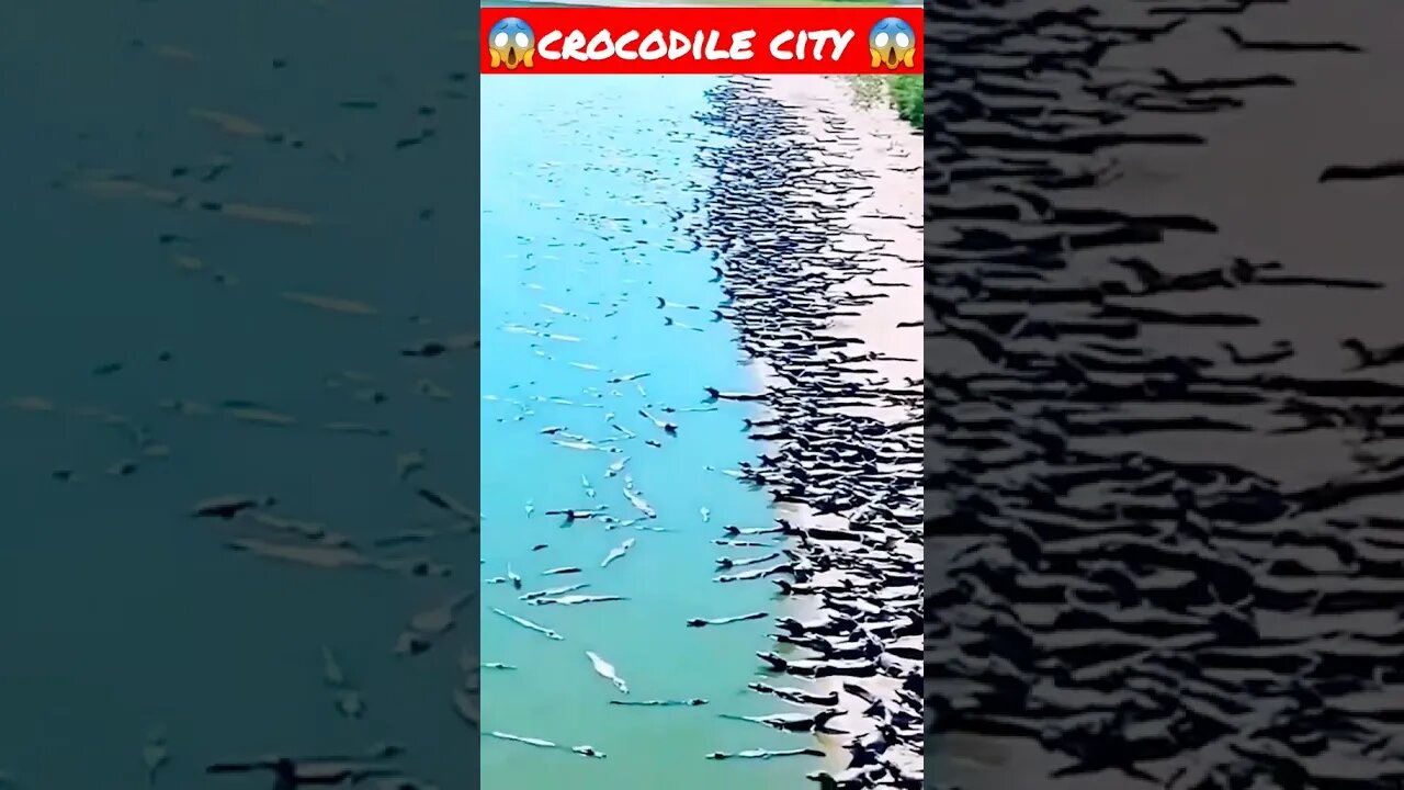 Crocodile City 😱 #short #shirts #youtubeshorts #shortsfeed