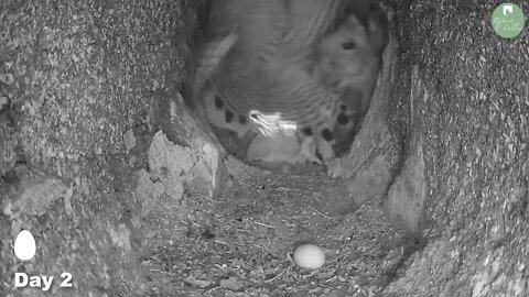 Kestrels Brave it Out After Several Brutal Raids on their Nest by Tawny Owls and a Jackdaw 6