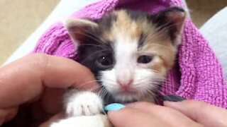 Un motard vole au secours d'un chaton en pleine route