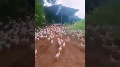 You have arrived when you have a chicken army - Possible Chickens?!