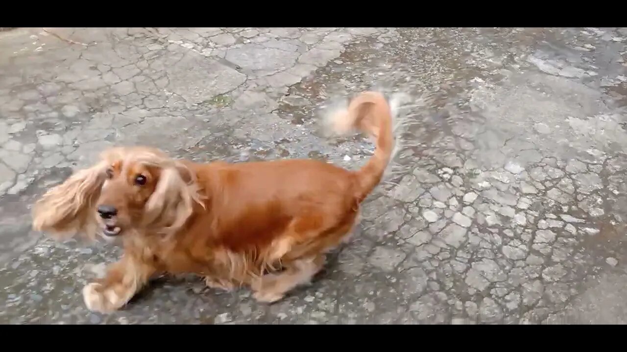 #dogshow , #animals , #dogs