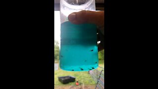 Peek inside Commercial Largemouth Bass Breeding