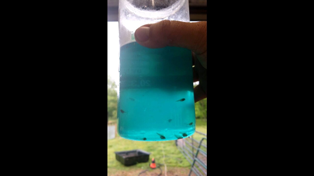 Peek inside Commercial Largemouth Bass Breeding