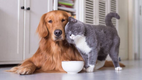 The most beautiful shots of cats and dogs on Tik Tok