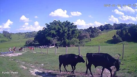 Câmera 24 horas por dia só de olho nos cavalos e nos bois