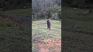 The secret lives of horses