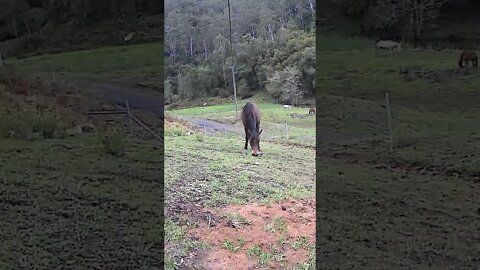 The secret lives of horses