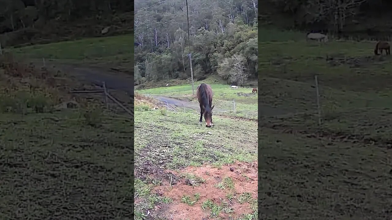 The secret lives of horses