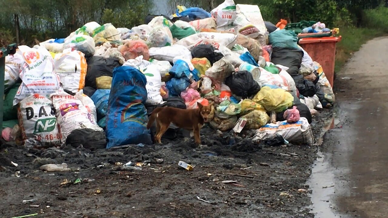 The Homeless Hungry Dog Find Food In The Garbage