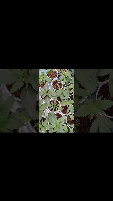 test garden outdoor update