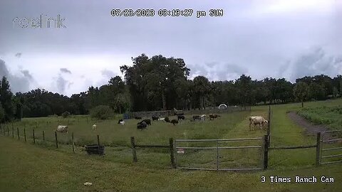 Timelapse of the cattle raiding the pen!