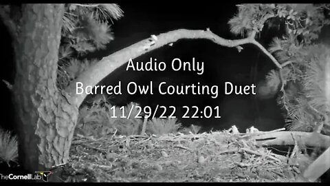 Audio Only-Barred Owl Courting Duet 🦉 11/29/22 22:01