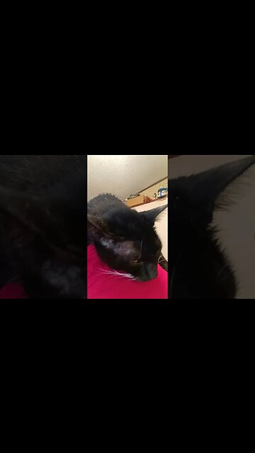 Kitty purring for nothing #shortsfeed #shortsvideo #kitty #cat #cutekitty #youtubeshorts #catshorts