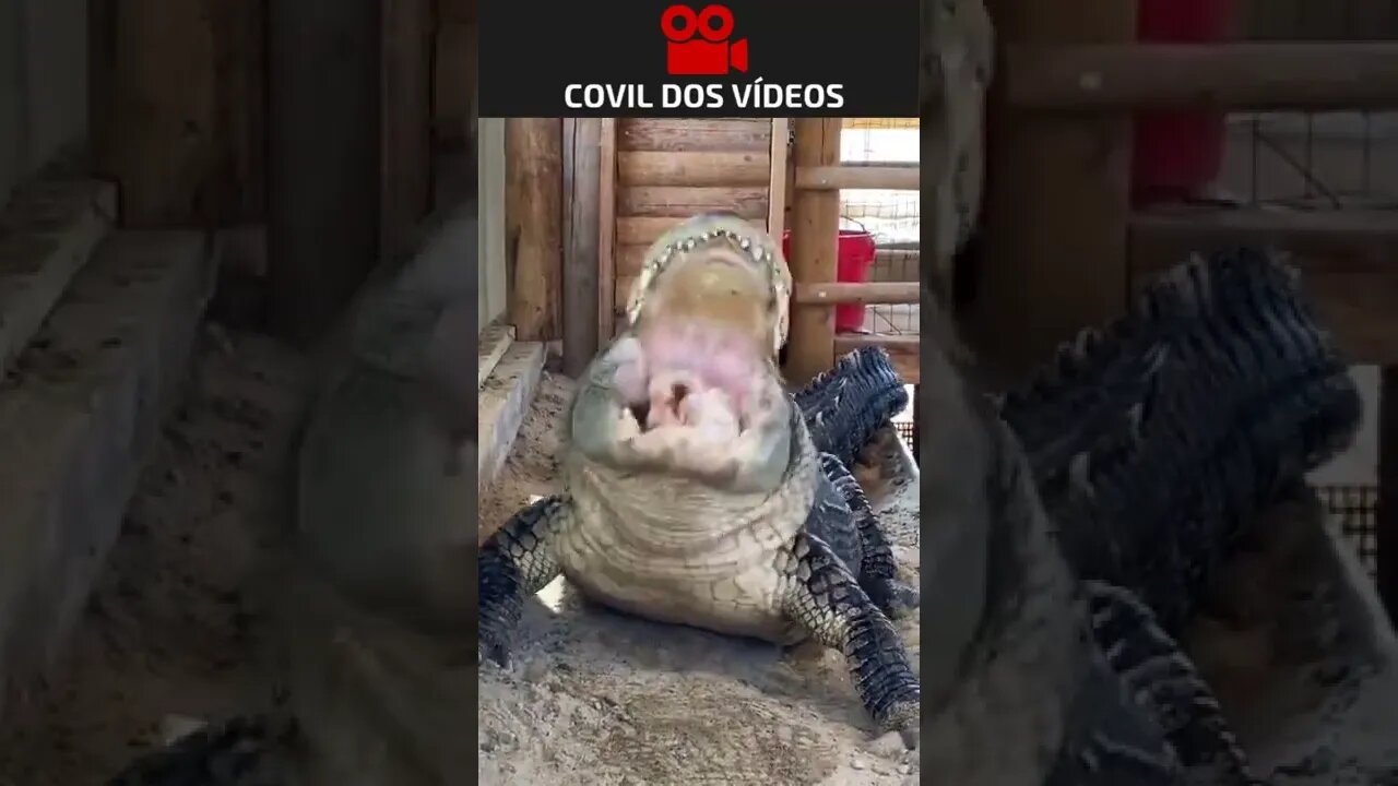 jacaré gigante devorando um frango inteiro