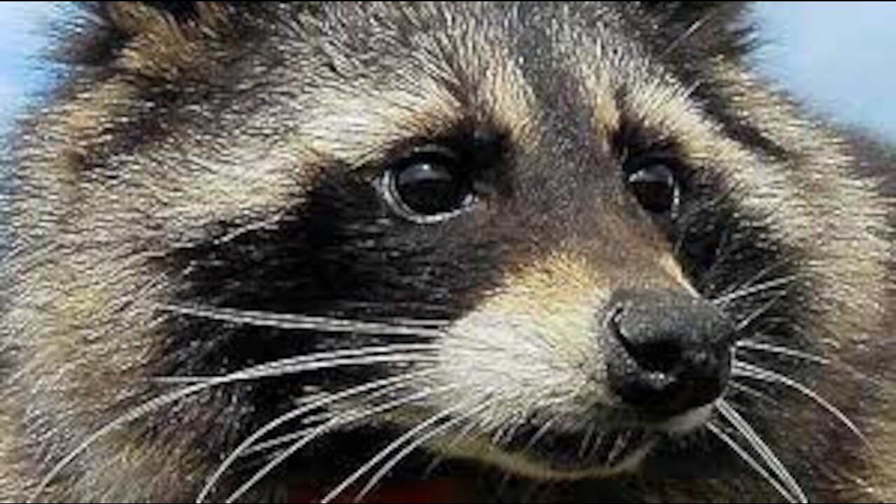 Lazy raccoon