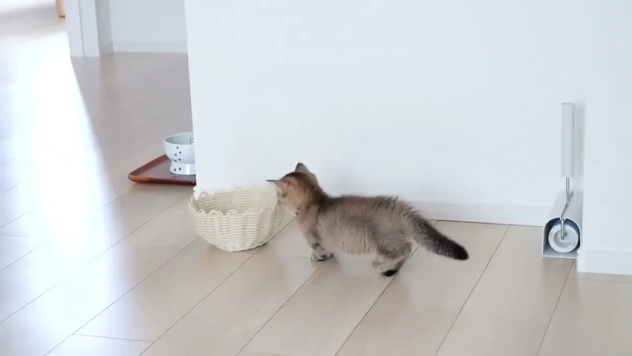 Daddy cat and owner has an unfriendly attitude...