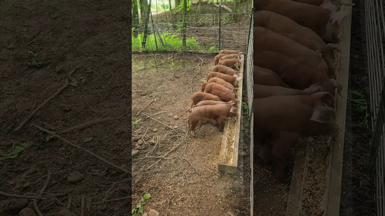 Piglet Breakfast Line @UncleTimsFarm #kärnəvór #carnivore #shorts #hereford #freerangepigs