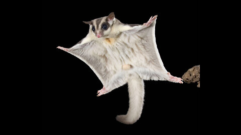 SUGAR GLIDERS FLYING