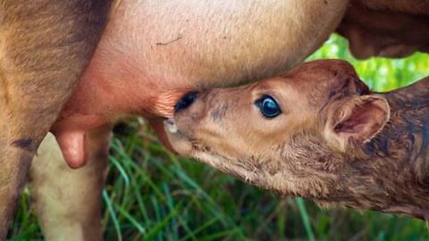 Visit an Amish grassfed farm!