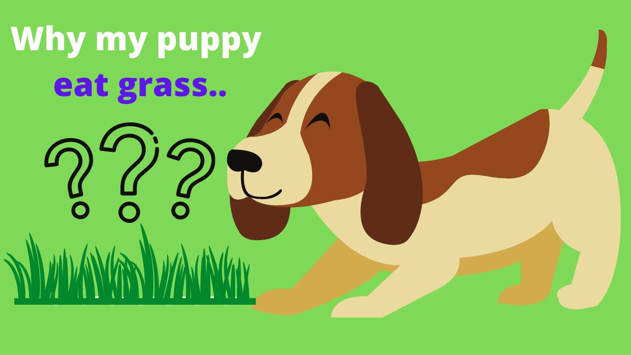 Why Do Dogs Eat Grass?