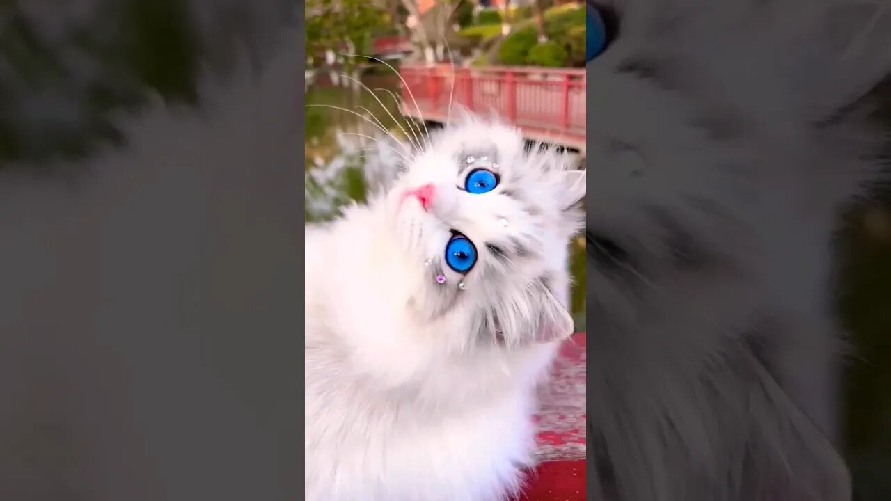 So cute beauty cat! nice blue eyes || 🥰😽- #shortsfeed #cat #youtubepets