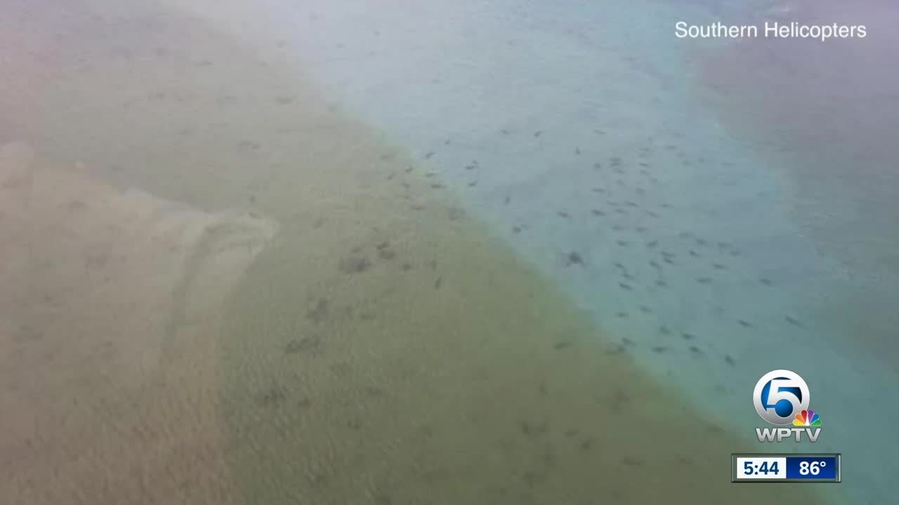 Dozens of sharks spotted in Boynton Beach Inlet