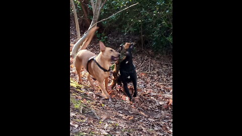 Old guard truth in the woods.