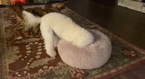 Dog finds new use for bed