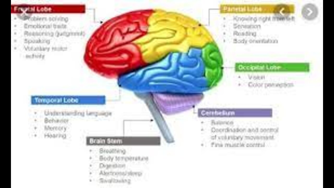 Brain: Parts & functions (Fore, mid & hind) | Control & Coordination | Biology | Khan Academy