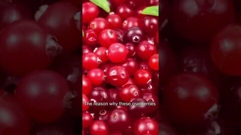 Harvesting cranberries in New England #shorts