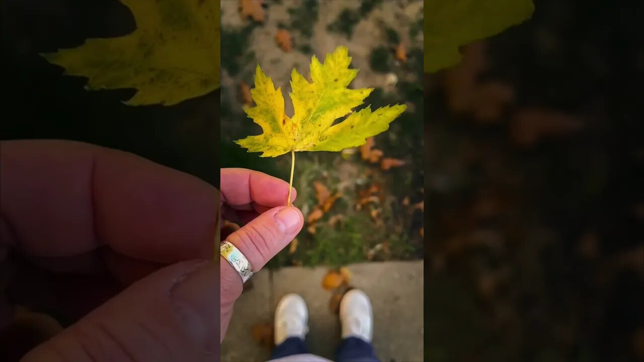 ‘Tis Autumn #autumn #fallcolors #fallingleaves #october