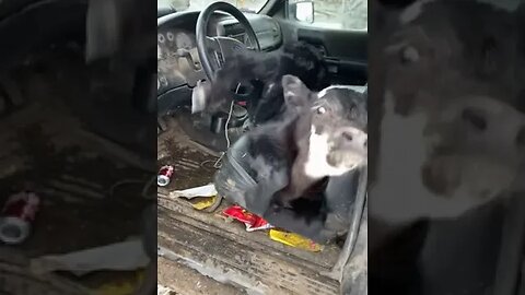 Baby Cow tiktok patrickritthaler8