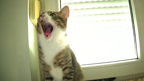 The Yawning Kitten