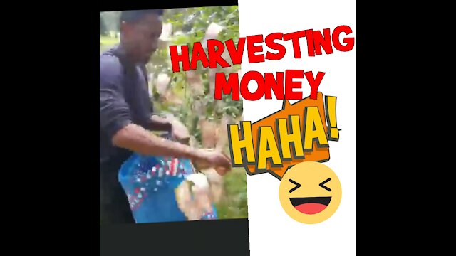 This man is harvesting money; Funny video #5