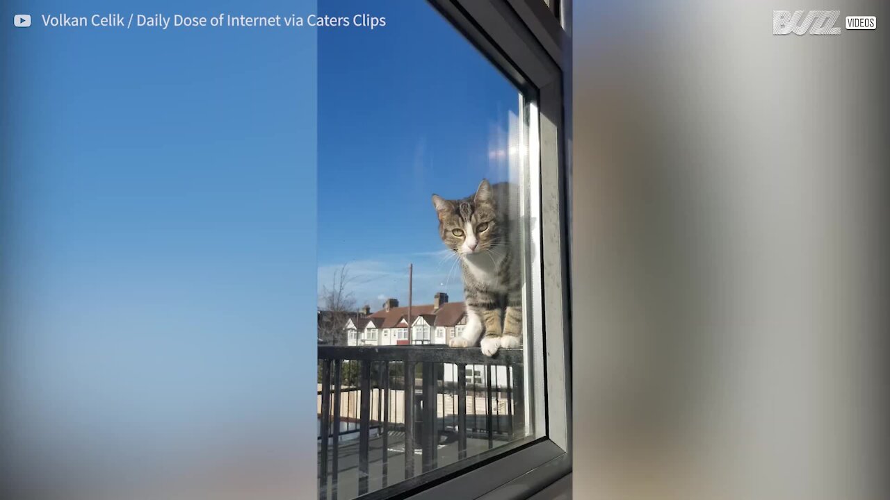 Ce chat est un ninja quand il s'agit d'ouvrir une fenĂȘtre