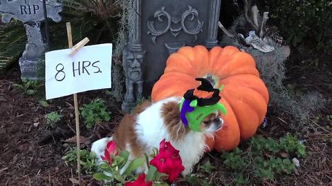 "Japanese Chin Dog With A Halloween Hat On Stands Perfectly Still Over 12 Hours"