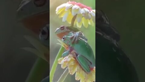 Muito amor #shorts #animals