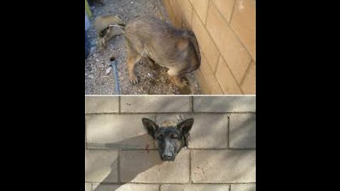 people save wild animals in trouble