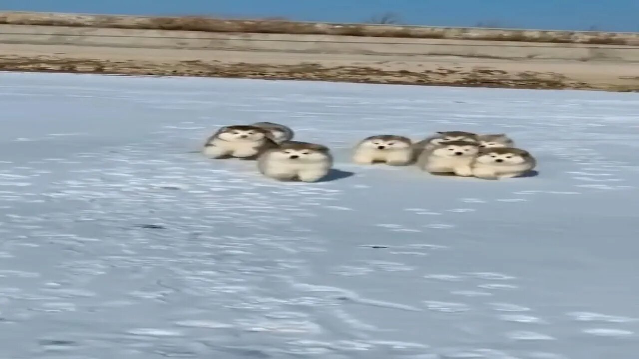 Alaskan Malamute puppies first time playing and running in the snow #shorts #malamute #puppy 😍