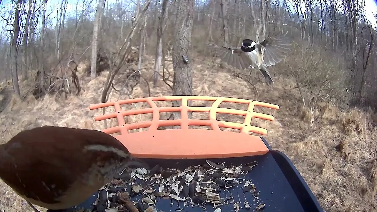 BirdKiss AI Smart Bird Feeder: Carolina Wren, Titmouse, Cardinal