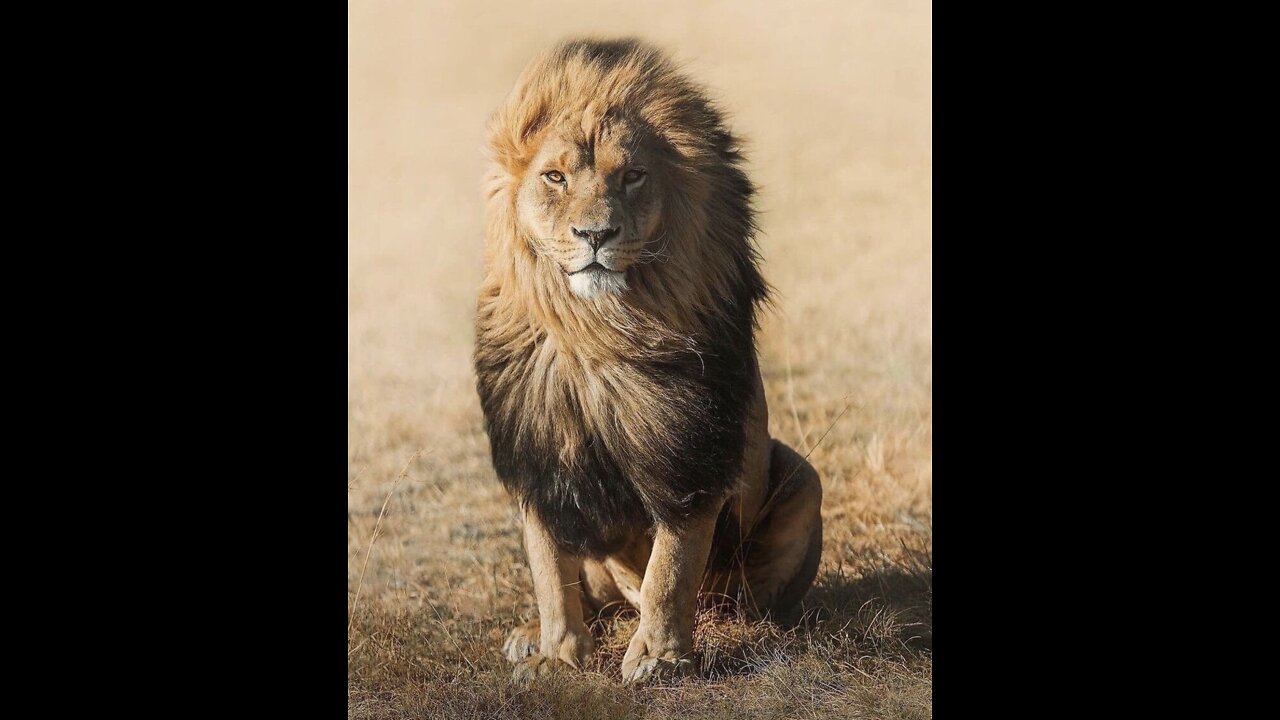 A Word from The Spirit of the LORD / MY Lion Is Roaring