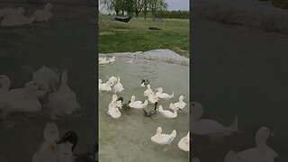 Hilarious Duck Zoomies #shorts