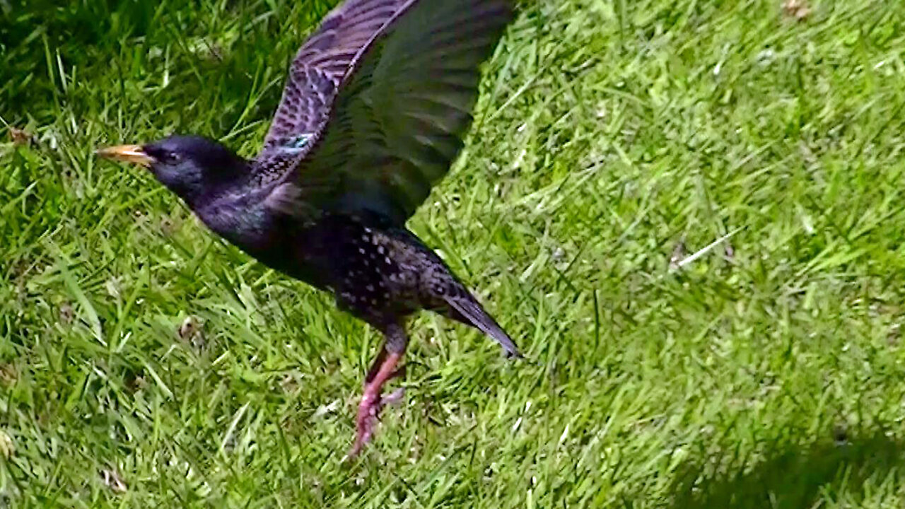 IECV NV #557 - 👀 European Starlings 5-12-2018