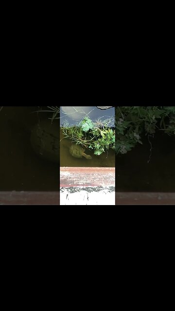 Snapping turtle under beaver burial bridge. #shorts