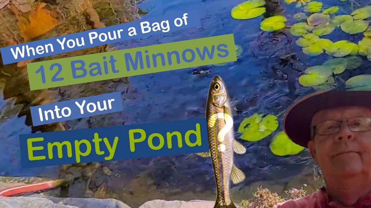 When You Pour a Bag of 12 Bait Minnows into Your Empty Pond?