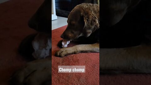 Chompin' our favorite bones #bones #dog bones #lifewithdogs