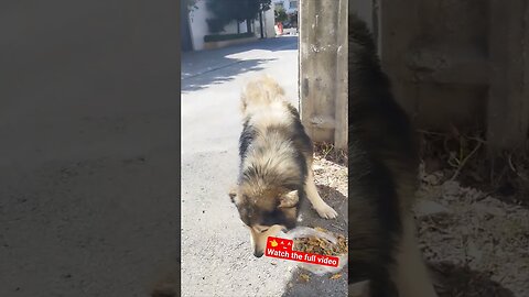 Feeding a hungry stray dog