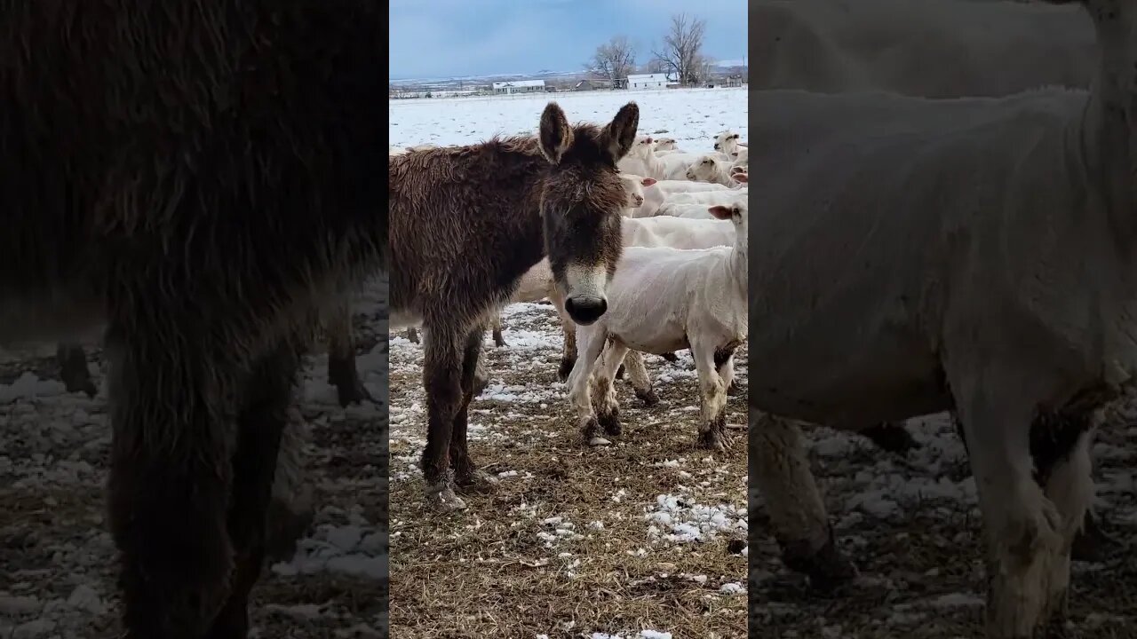 The Donkey And Her Friends #shearing #sheep #farmlife #sheepfarming #donkey